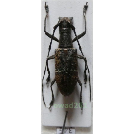 Gnoma jugalis Newman, 1842 Philippines34g